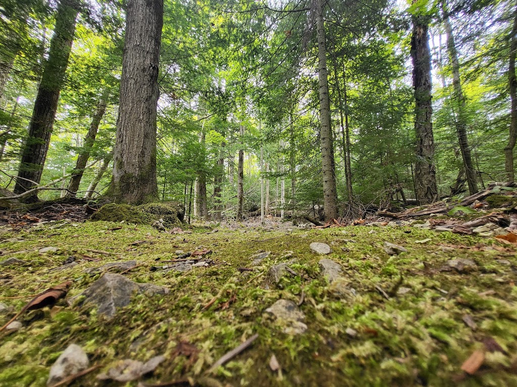 Lindsay Tract Trail | Northern Bruce Peninsula, ON N0H 1X0, Canada | Phone: (800) 268-3838