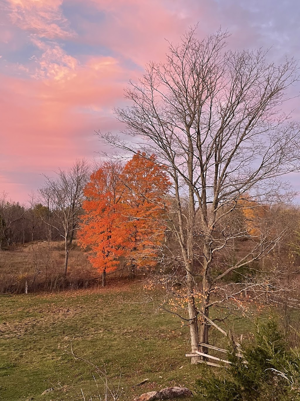 Forest and Fields Dog Retreat | 3047 Westport Rd, Godfrey, ON K0H 1T0, Canada | Phone: (613) 273-9297