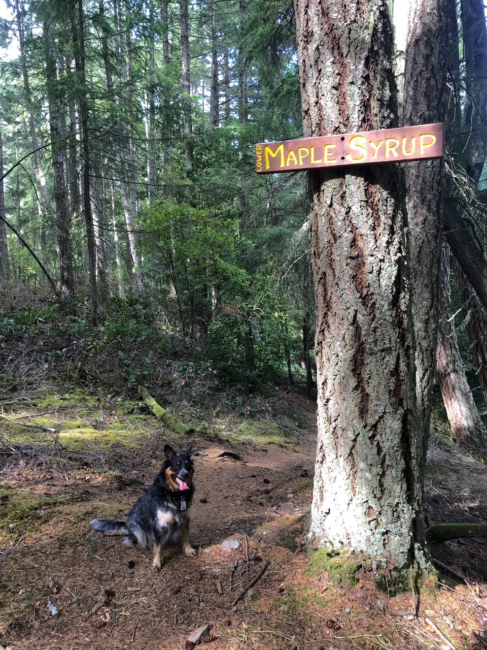 Maple Mountain parking | Maple Mountain Park Rd, Duncan, BC V9L 5W7, Canada