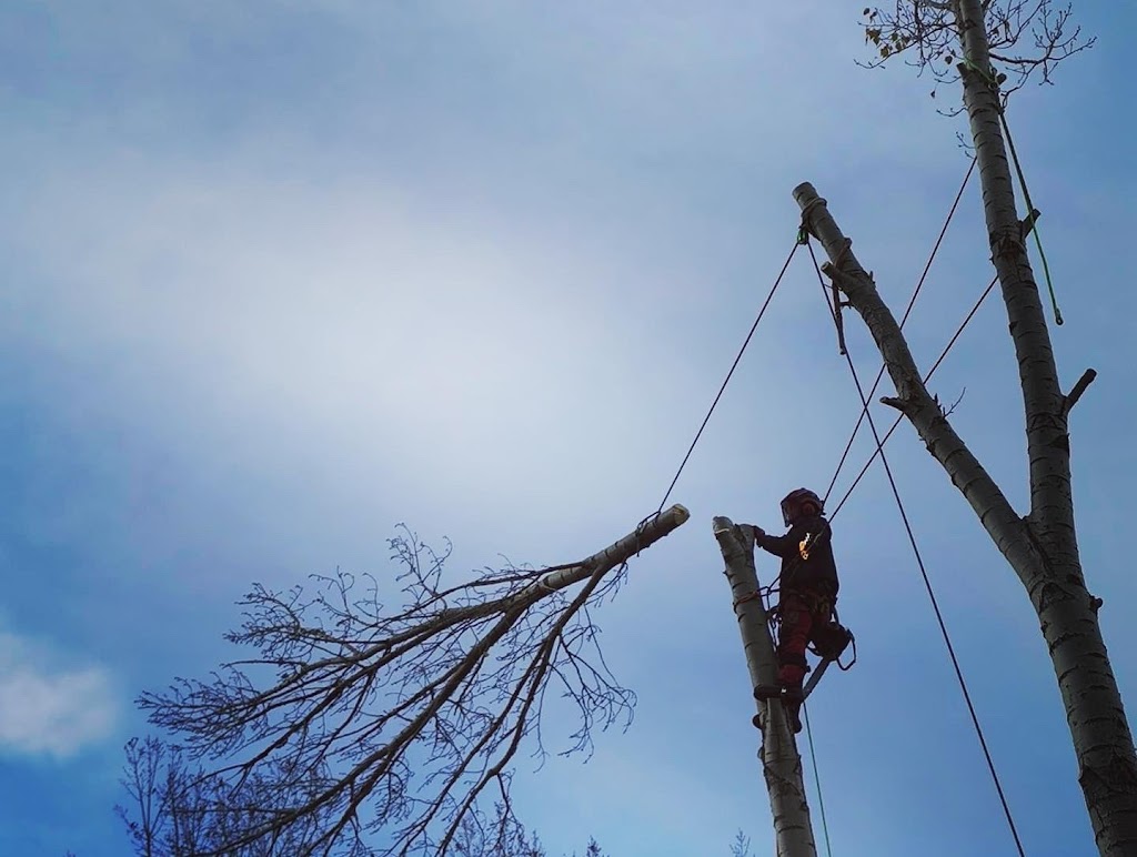 Second Nature Tree Care | 929 16 St S, Lethbridge, AB T1J 3C1, Canada | Phone: (403) 915-3986