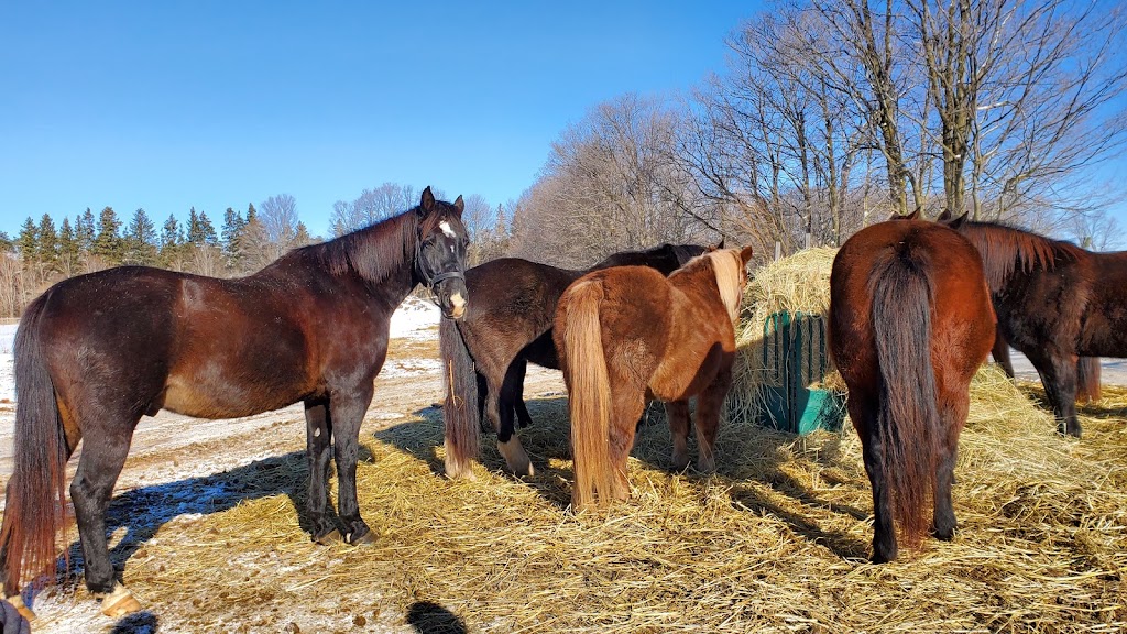 Churchill Chimes Equestrian Centre | 246 Webb Rd, Whitchurch-Stouffville, ON L4A 7X4, Canada | Phone: (905) 642-6271