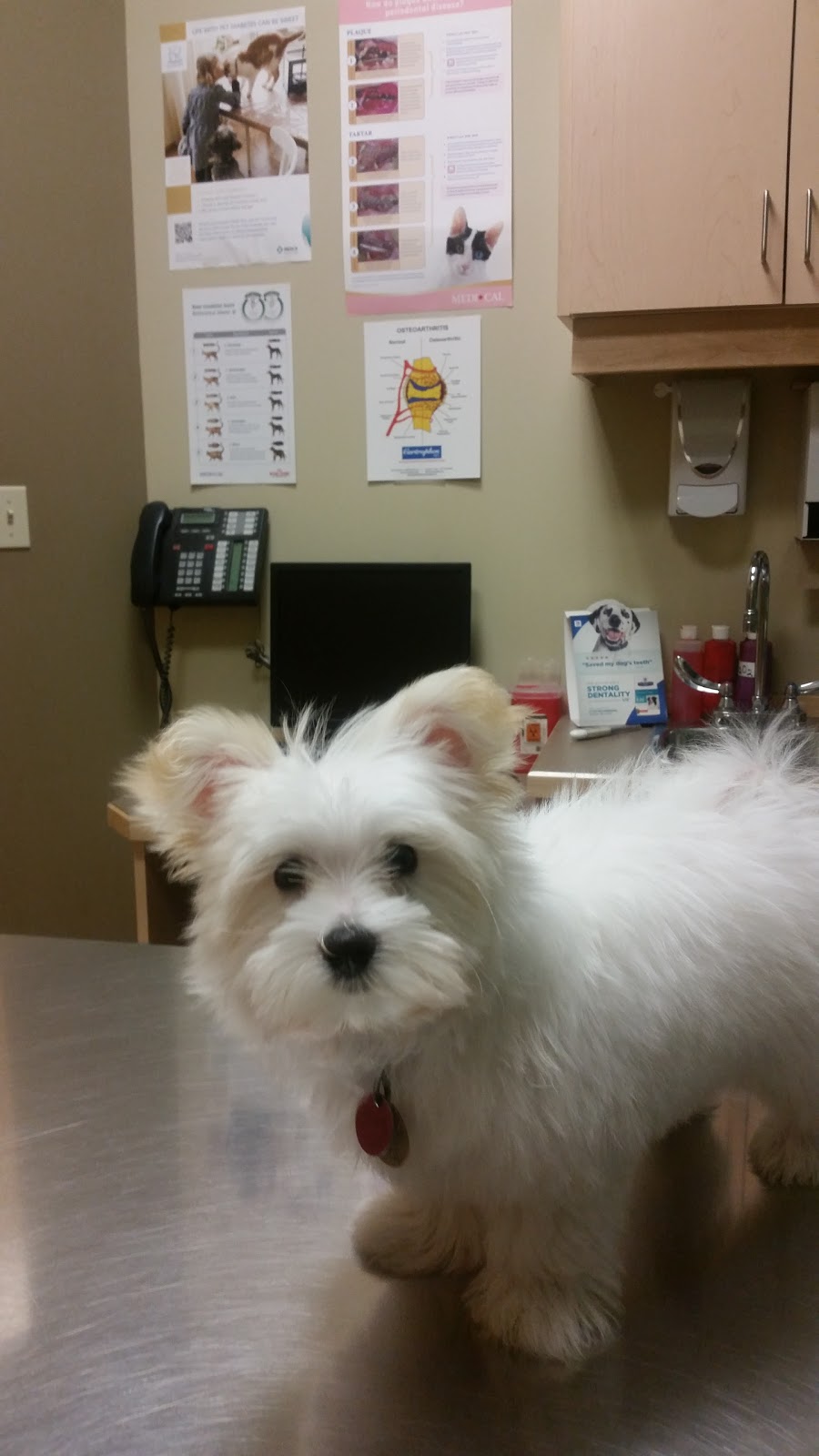 Heritage Hills Veterinary Clinic | 665 Baseline Road #50, Sherwood Park, AB T8A 5V9, Canada | Phone: (780) 417-4770