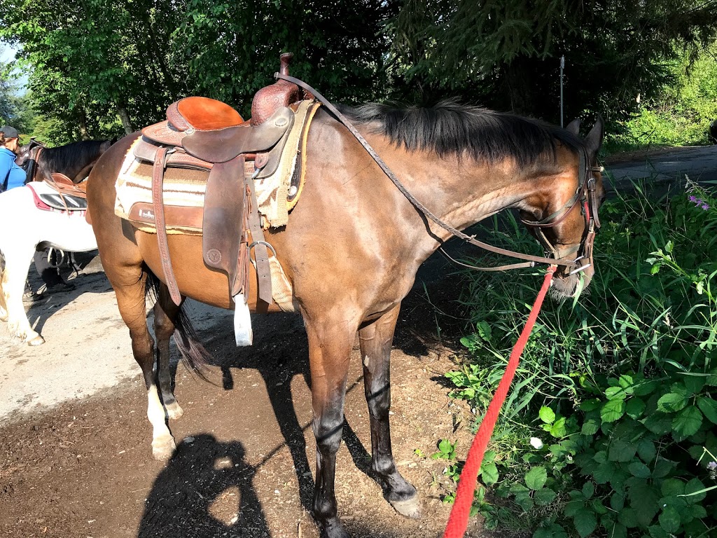 Leghorn Ranch Trail Rides & Hay Sales | 20254 Old Dewdney Trunk Rd, Pitt Meadows, BC V3Y 1Z1, Canada | Phone: (778) 886-1343