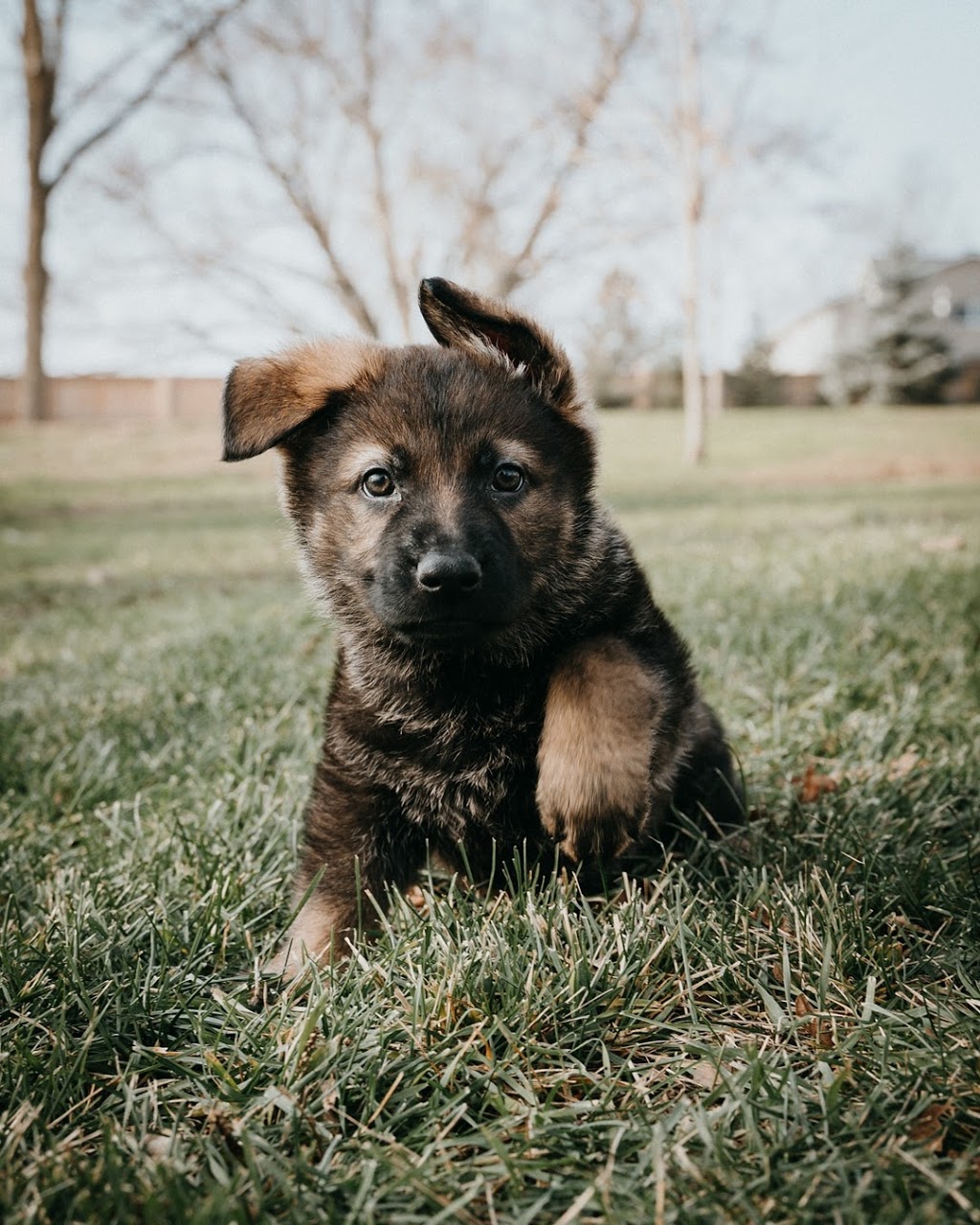 OPD-K9 German Shepherds | 1245 Beaverdale Rd, Cambridge, ON N3C 2V3, Canada | Phone: (226) 972-1720