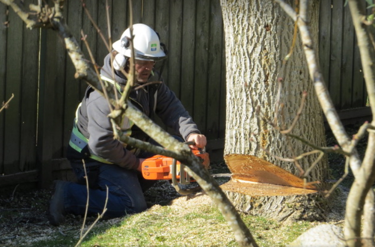 Tall Timber Tree Services - North Delta | 11738 Caribou Rd, Delta, BC V4E 2B2, Canada | Phone: (604) 541-8733