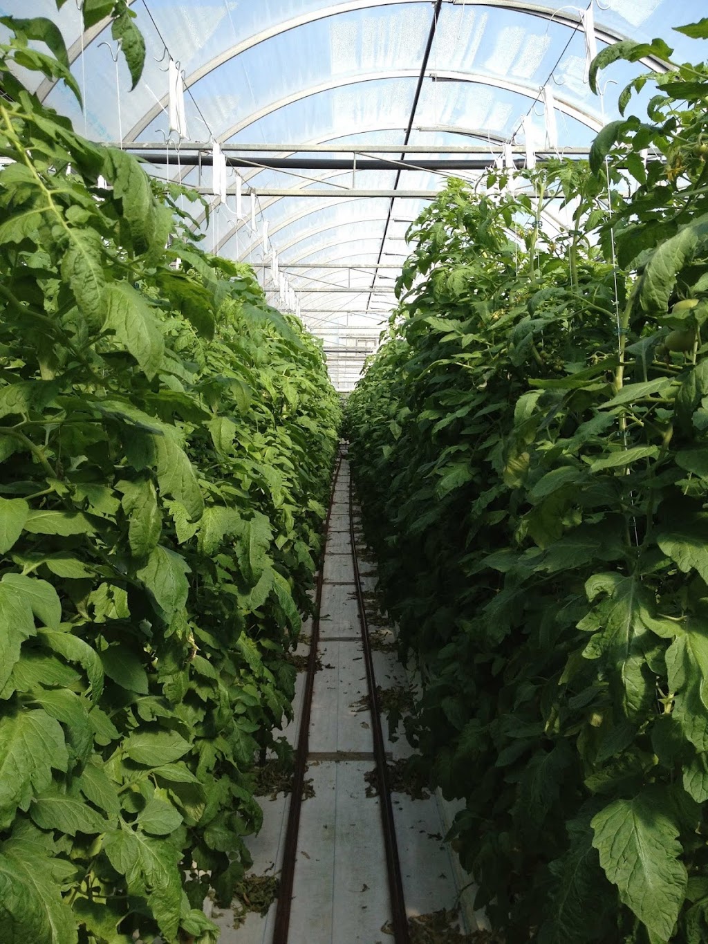 Link Greenhouses | 3990 Bragg Rd, Bowmanville, ON L1C 2K8, Canada | Phone: (905) 983-9003