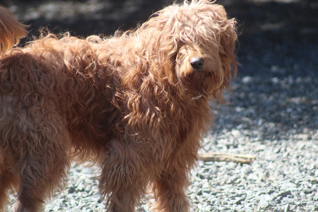 GoldenDoodles Patrick Certified Breeder | 2150 Rue Fradet, Drummondville, QC J2B 1P8, Canada | Phone: (819) 850-8881