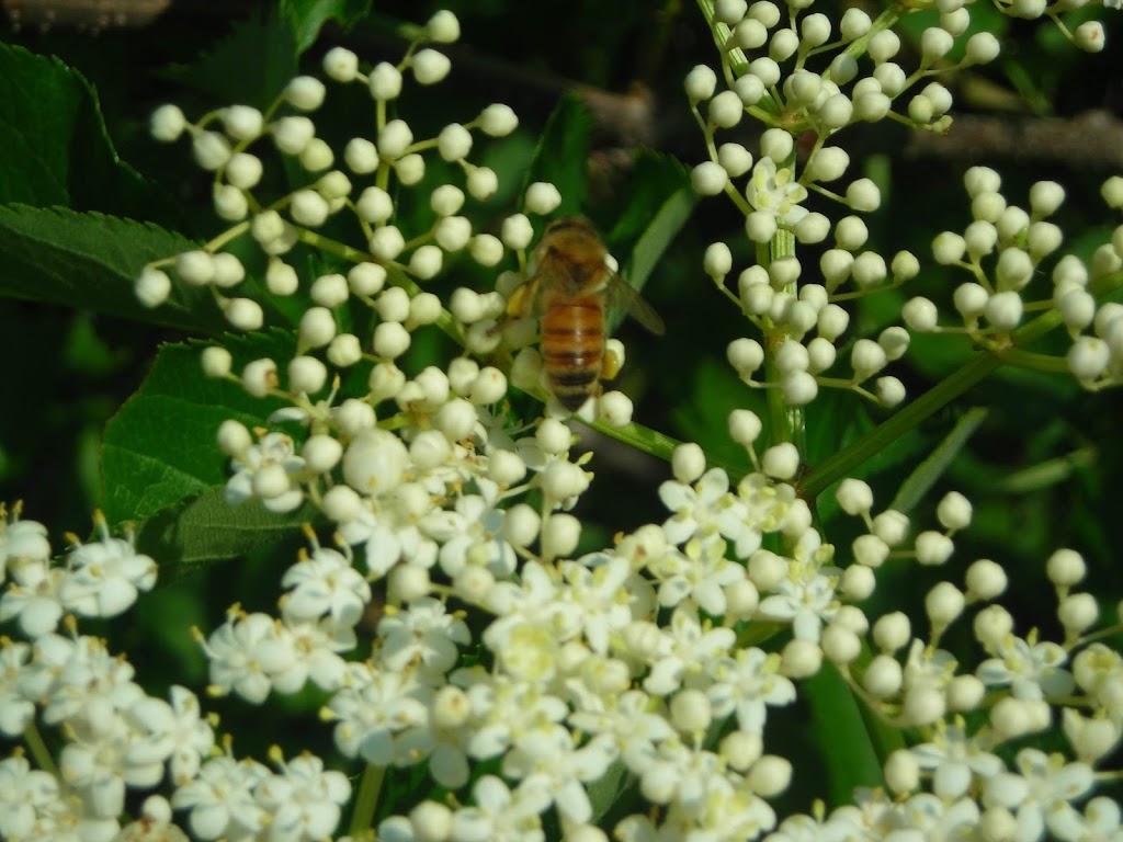 Ontario Beekeepers Association | West Door C, 5420 Hwy 6 Suite 185, Guelph, ON N1H 6J2, Canada | Phone: (905) 636-0661