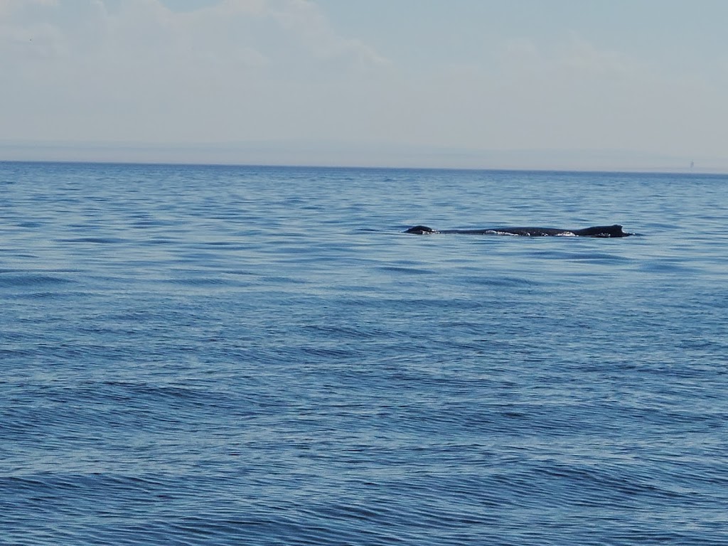 Croisières Baleines Neptune Bergeronnes | 507 Rue du Boisé, Grandes-Bergeronnes, QC G0T 1G0, Canada | Phone: (418) 232-6716