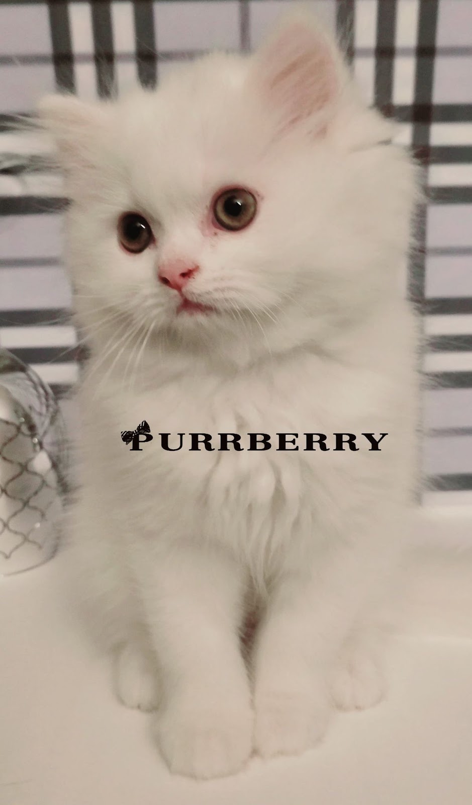 Purrberry Persian Cattery | 34771 2 Ave, Abbotsford, BC V2S 8C1, Canada | Phone: (604) 302-7373