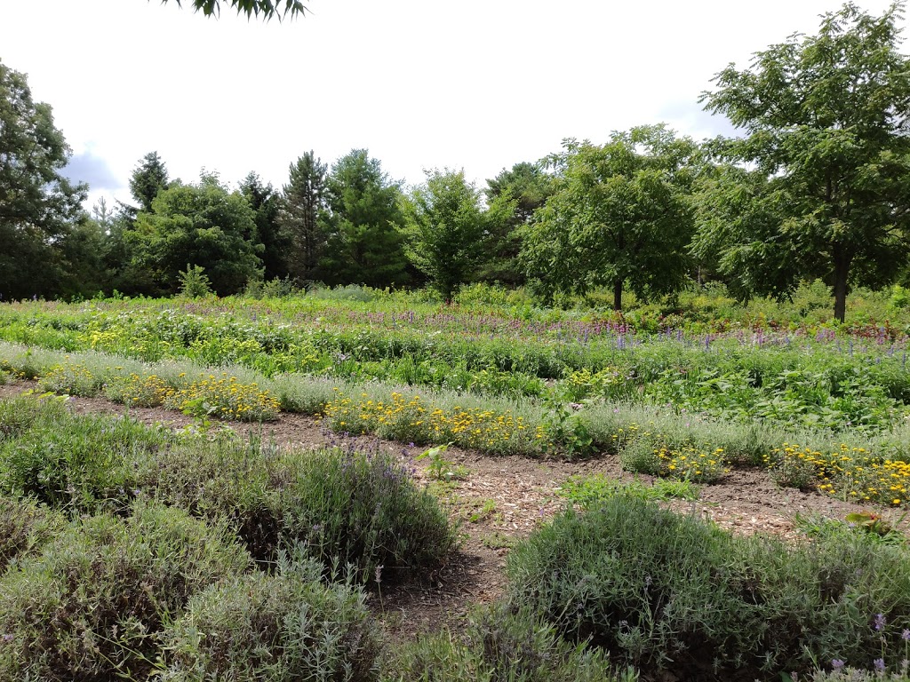 Forest Glen Herb Farm | 8333 Glendale Dr, Lambton Shores, ON N0N 1J7, Canada | Phone: (519) 899-4372