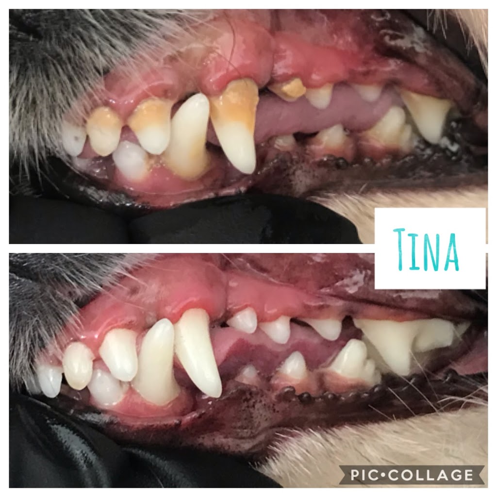 APL Cosmetic Teeth Cleaning for Dogs | 7560 8th Line, Utopia, ON L0M 1T0, Canada | Phone: (705) 896-6161