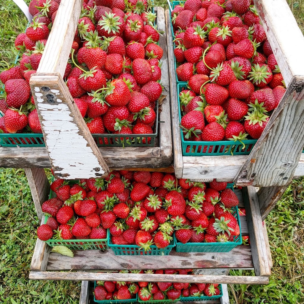 Millar Berry Farms | 7375 Longwoods Rd, London, ON N6P 1L2, Canada | Phone: (519) 652-2065