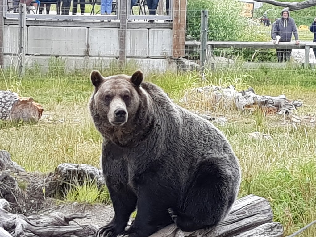 Grouse Mountain Grizzly Bear Habitat | North Vancouver, BC V7R, Canada | Phone: (604) 980-9311