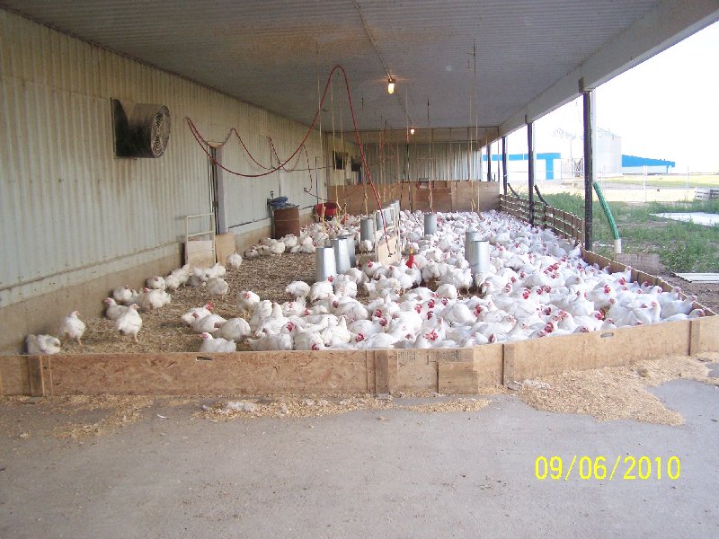 Lp Farm Fresh Chicken | NW 6 39-17 Lone Pine Farming Box 250, Botha, AB T0C 0N0, Canada | Phone: (403) 742-3454 ext. 2298