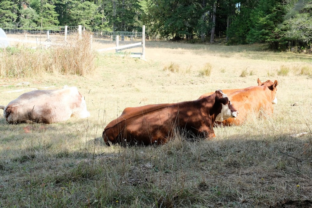 Ragley Farm | 5717 Sooke Rd, Sooke, BC V9Z 0C4, Canada | Phone: (250) 642-7349