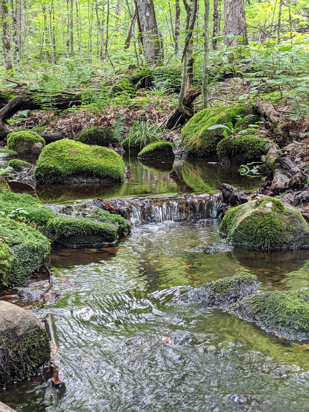 Haliburton Highlands Water Trails- Frost Centre Access Point | 20130 ON-35, Algonquin Highlands, ON K0M 1J2, Canada | Phone: (705) 766-9033