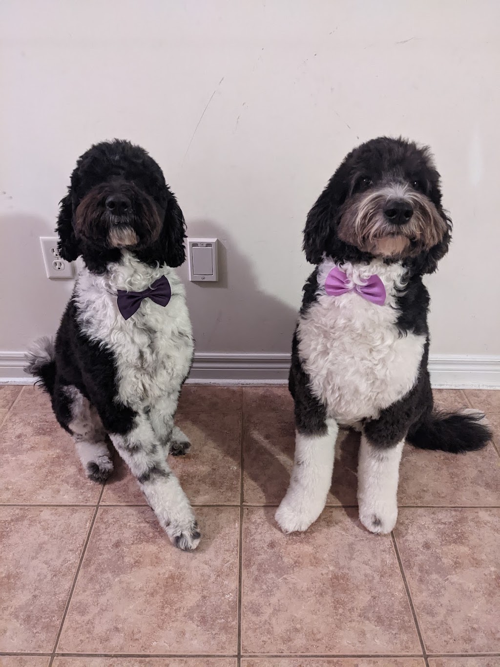 Pawparazzi Dog Grooming and Spa | 125 Hawkview Blvd Unit 5, Vaughan, ON L4H 2E2, Canada | Phone: (416) 948-7040