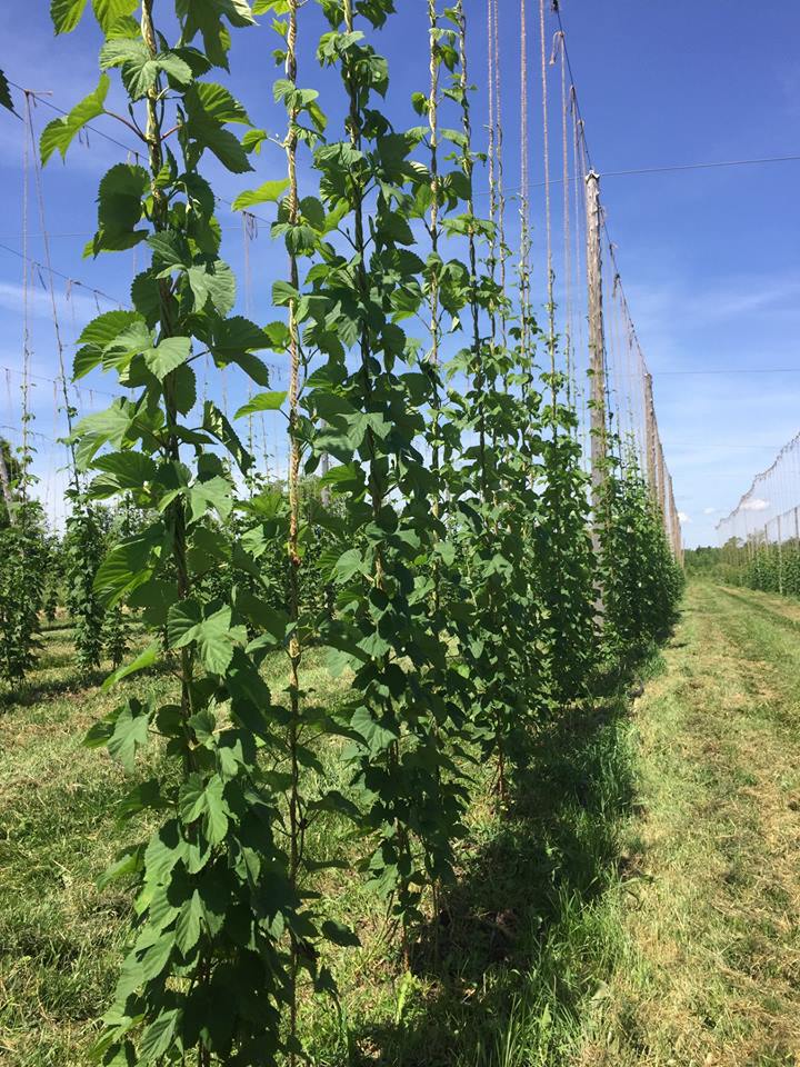 GoodLot Farm & GoodLot Farmstead Brewing Co. | 18825 Shaws Creek Rd, Alton, ON L7K 1L3, Canada | Phone: (519) 927-5881