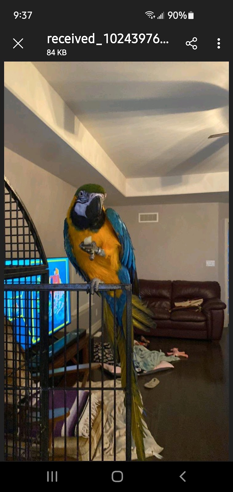 Winged Oasis Parrot Rescue | 571 Giroux St, Pembroke, ON K8A 4G8, Canada | Phone: (289) 829-0294