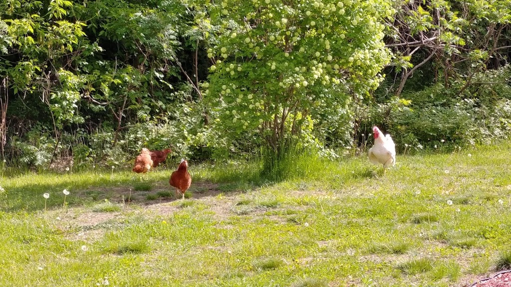 Ferme bétail des bois | 791 QC-321, Papineauville, QC J0V 1R0, Canada | Phone: (514) 742-9320