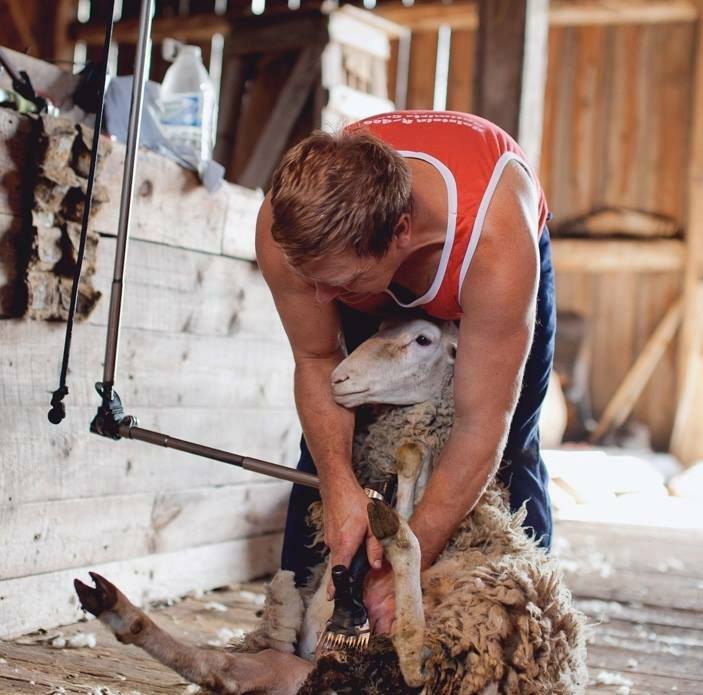 Great Lakes Shearing Co. - Don Metheral | 3150 Concession 8 Nottawasaga Rd, Glen Huron, ON L0M 1L0, Canada | Phone: (705) 466-2568