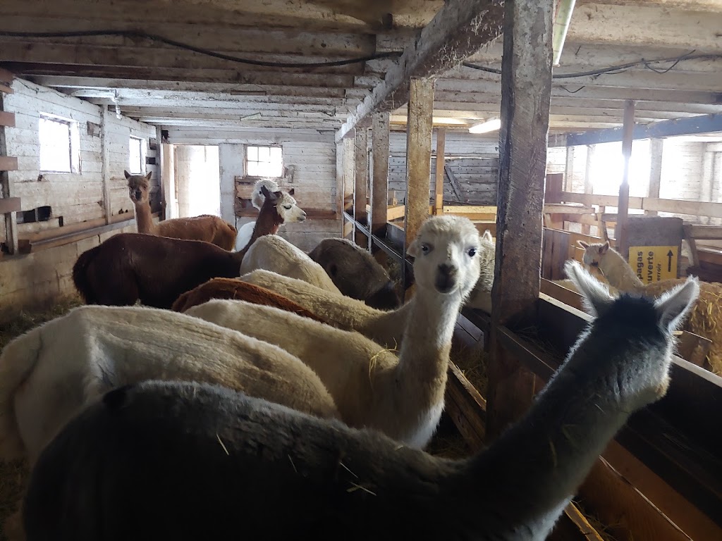 La ferme le moment présent | 155 Chem. Thomas N, Notre-Dame-de-la-Salette, QC J0X 2L0, Canada | Phone: (819) 766-2022