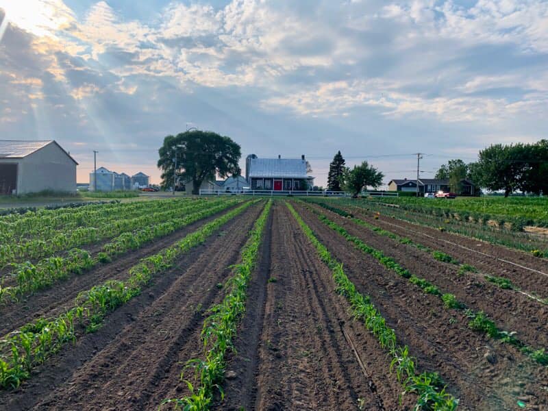 Potager Astral | 367 Rang de Fort-Georges, Sainte-Angèle-de-Monnoir, QC J0L 1P0, Canada | Phone: (514) 662-7814