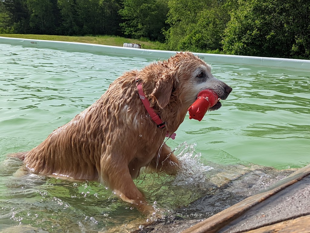 Aqua Terra Kennels | 50 Ridge Rd, Upper Stewiacke, NS B0N 2P0, Canada | Phone: (902) 671-2265