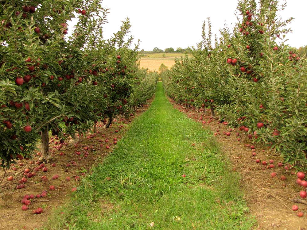 Sunrise Orchards Inc. | 9188 Townsend Line, Arkona, ON N0M 1B0, Canada | Phone: (519) 828-3466