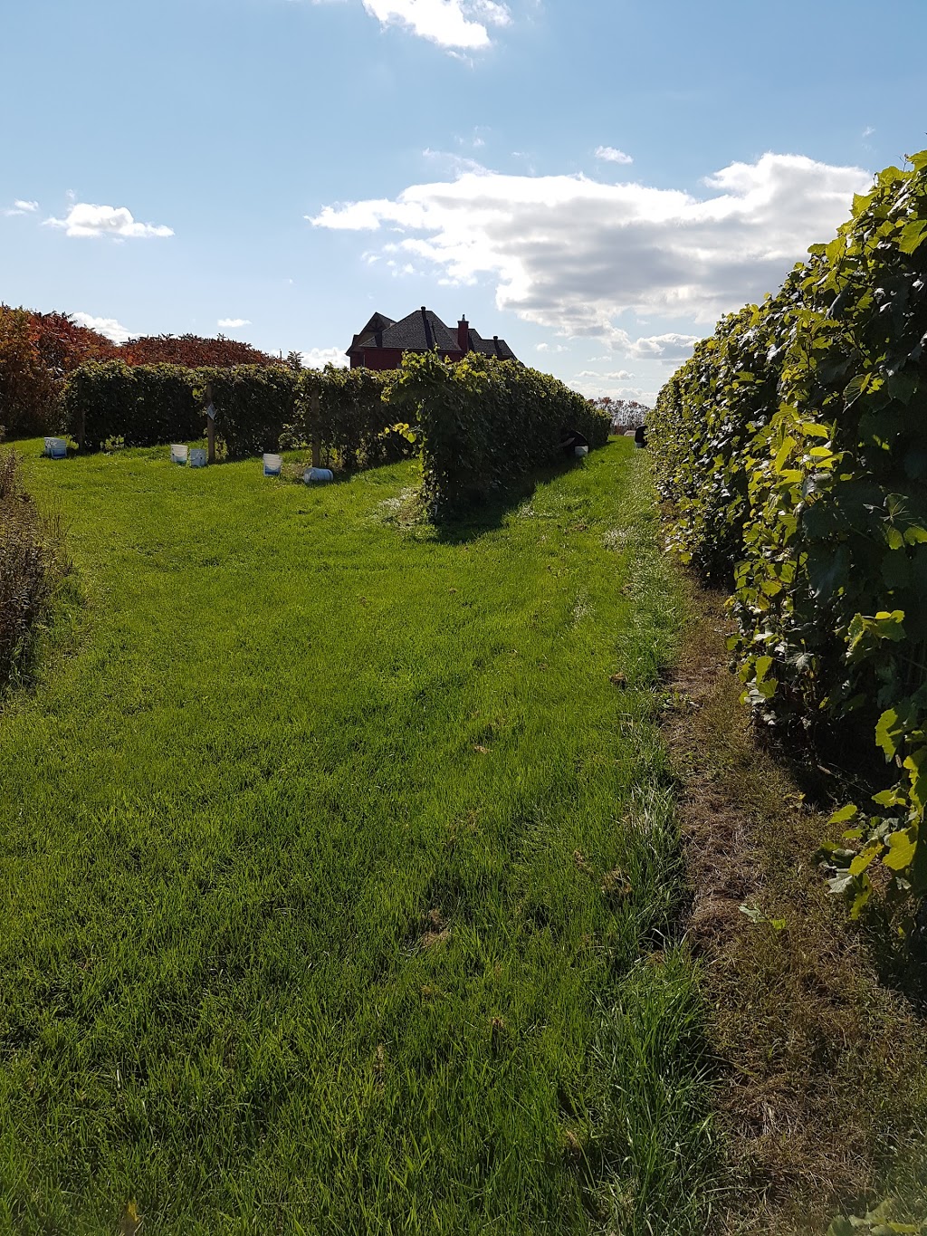 Domaine & Vins Gélinas | 267 Rang de Saint-François-de-Pique-Dur, Saint-Sévère, QC G0X 3B0, Canada | Phone: (819) 264-5511