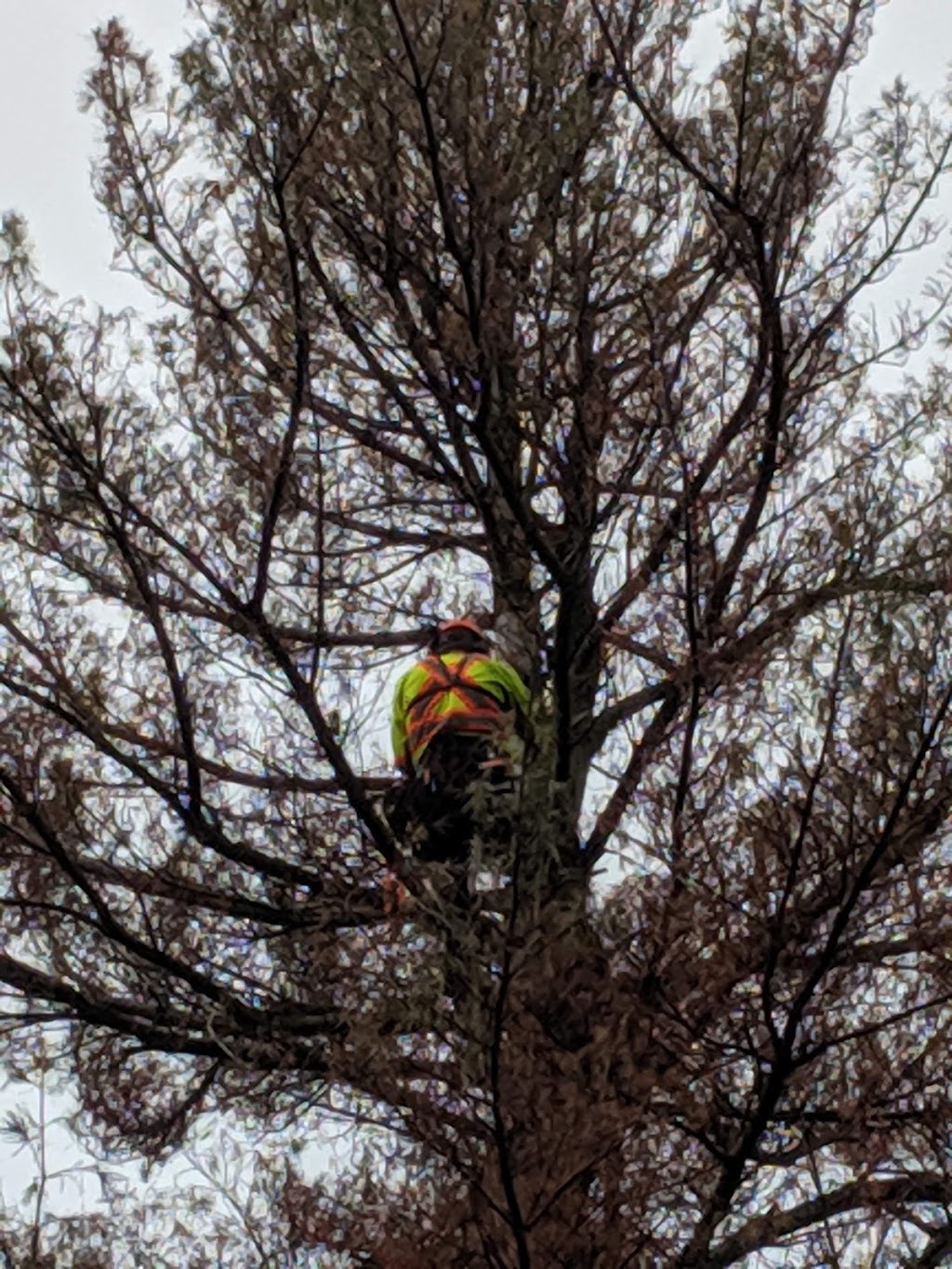 Tylers Tree Services | 7854 Yonge St, Innisfil, ON L9S 1L4, Canada | Phone: (705) 717-8357