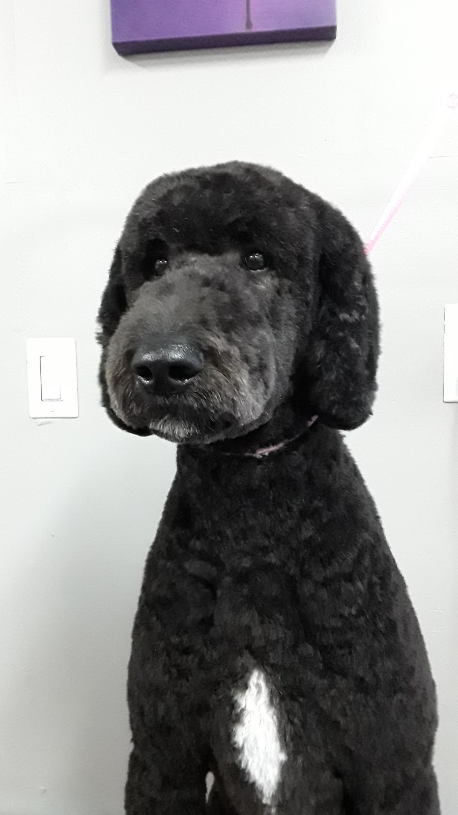 Dog Grooming By Cherie | 1824 Alberni Hwy, Coombs, BC V0R 1M0, Canada | Phone: (250) 702-8707