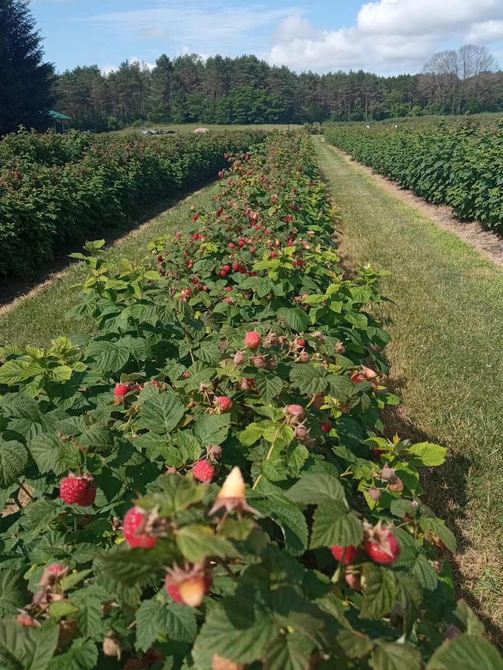 Brambleberry Farm | 9 Mitchell Rd, Wooler, ON K0K 3M0, Canada | Phone: (613) 398-8350