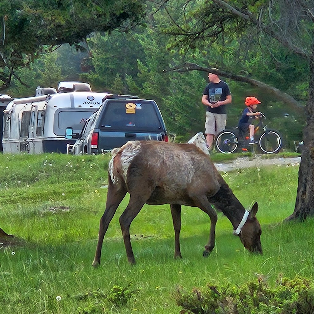 Tunnel Mountain Village II Campground | Improvement District No. 9, AB T0L 2C0, Canada | Phone: (877) 737-3783