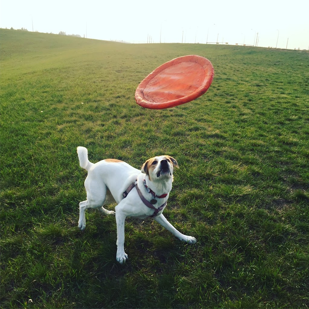 Mcknight/Falconridge Dog Park | 111 Falwood Way NE, Calgary, AB T3J 1A8, Canada