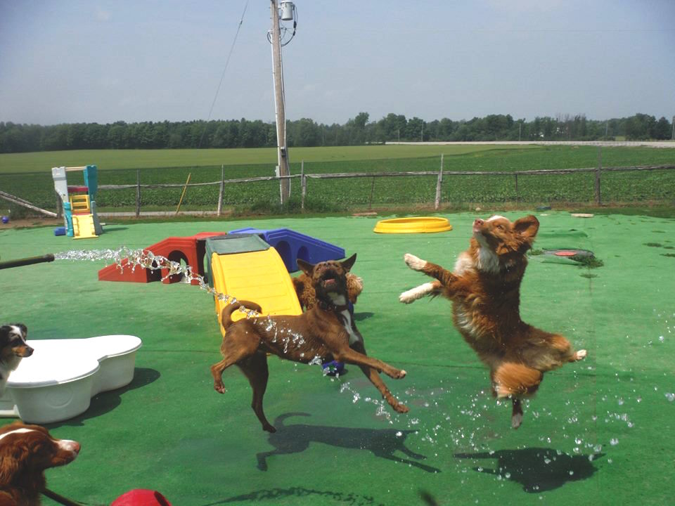 Waggs n Whiskers (Daycare-Kennel Free Boarding & Off-Leash Dog  | 11661 ON-7, Carleton Place, ON K7C 0C5, Canada | Phone: (613) 253-6369