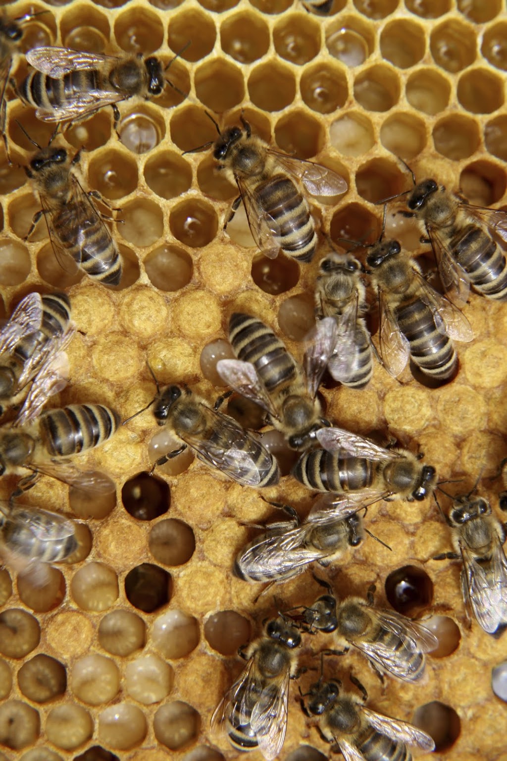 Apiculture Patenaude | 595 Rang de lÉglise S, Saint-Ignace-de-Stanbridge, QC J0J 1Y0, Canada | Phone: (514) 233-4437