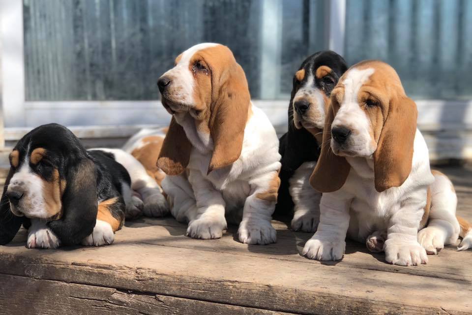 Rivière Verte Bassets | 34 Chem. du Coteau des Érables, LIsle-Verte, QC G0L 1L0, Canada | Phone: (418) 863-3998