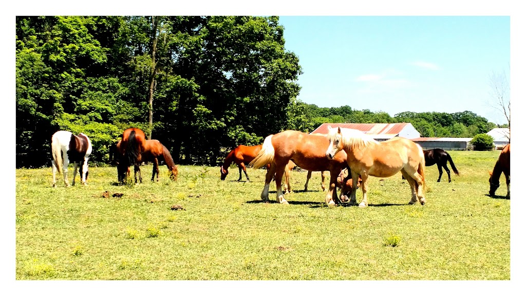 Pine River Stables | 1200 Stein Rd, St Clair, MI 48079, USA | Phone: (586) 894-2756