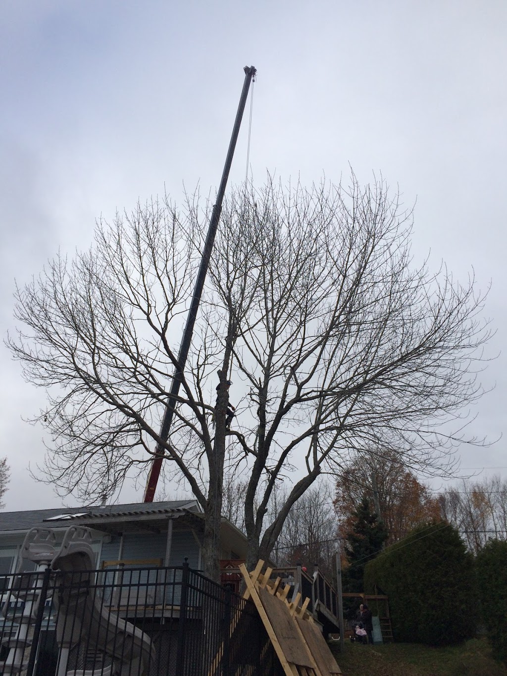 Nightingale Tree Service | 16 Nightingale Ln, Quispamsis, NB E2E 3T1, Canada | Phone: (506) 647-1055