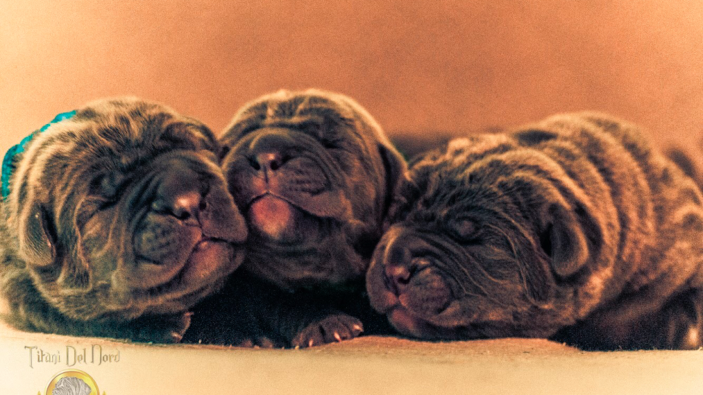 Neapolitan Mastiff Breeder Titani Del Nord | Robert St W, Penetanguishene, ON L9M 1N1, Canada | Phone: (705) 229-7997