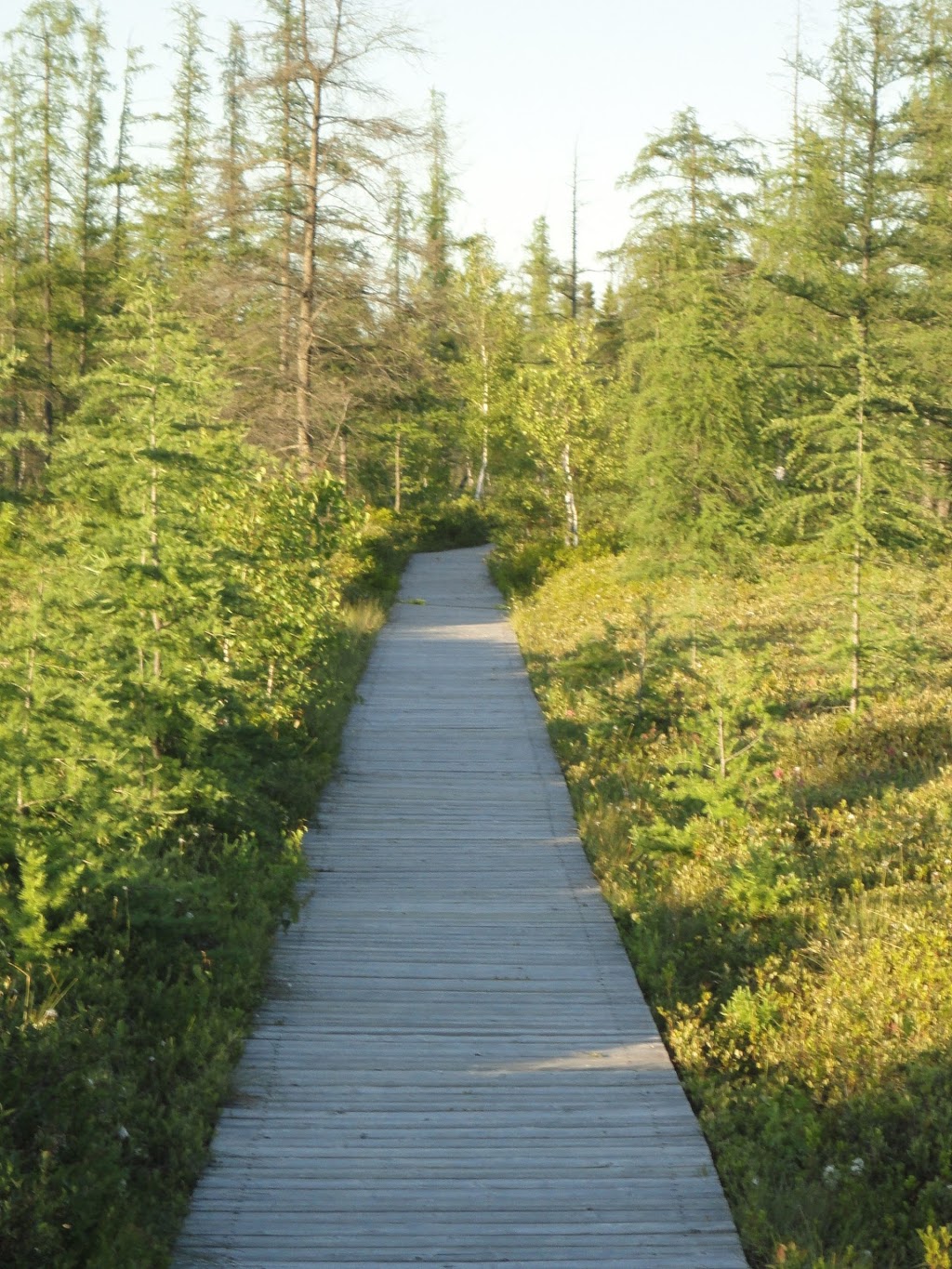 Mer Bleue Bog Trail | Ridge Rd, Ottawa, ON K0A 2Y0, Canada | Phone: (613) 239-5000