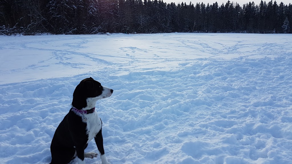 Malboro Off-leash Park | 49 Marlboro Dr, Spruce Grove, AB T7X 2L5, Canada | Phone: (780) 962-2031