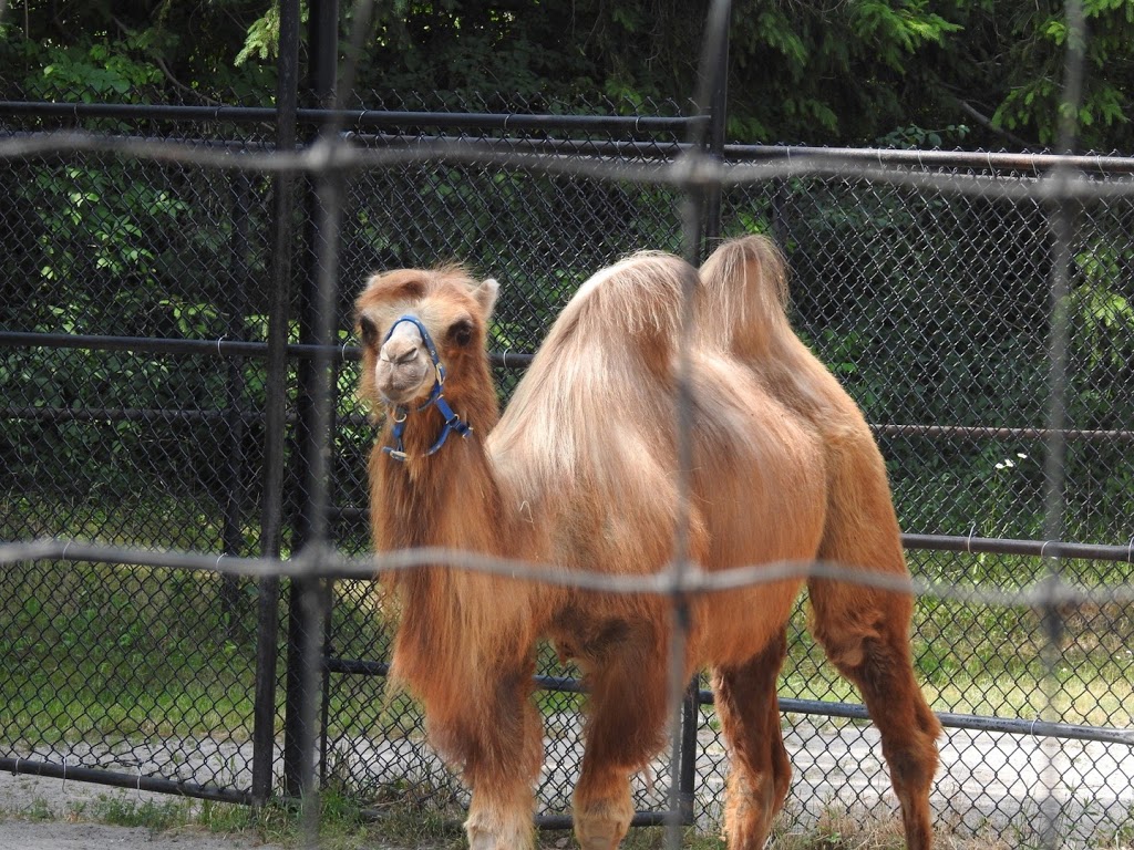 Bactrian Camel Exhibit | 2000 Meadowvale Rd, Scarborough, ON M1B 5K7, Canada | Phone: (416) 392-5929