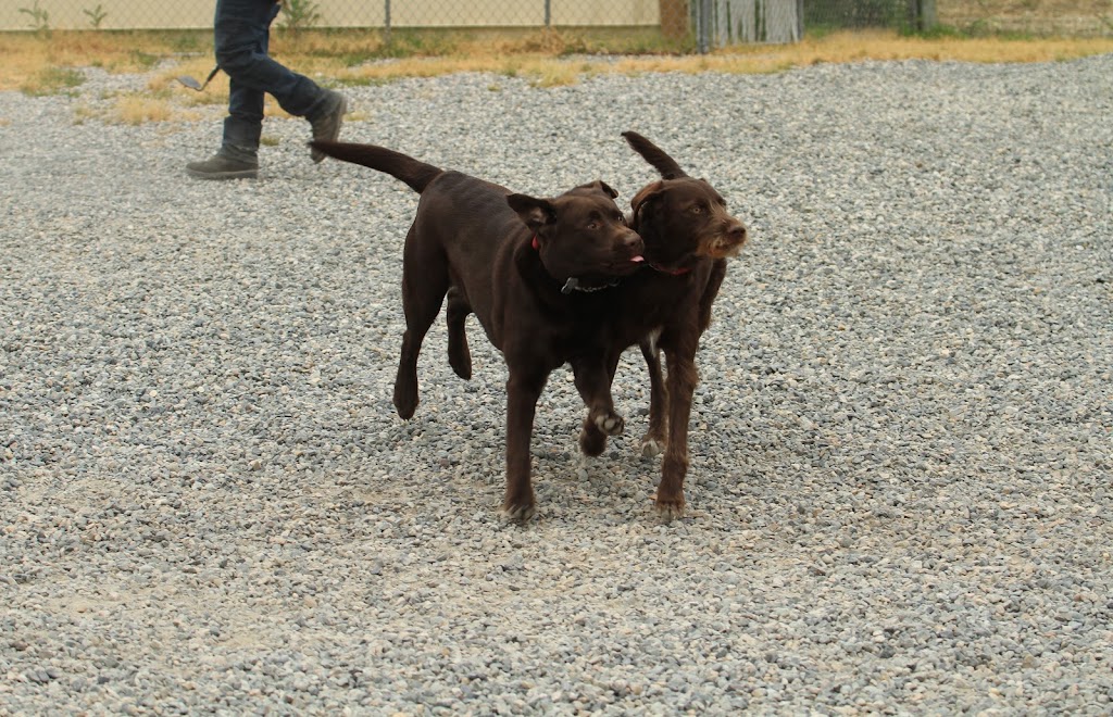 Willchris Kennels Ltd | 14824 40 Ave, Surrey, BC V3S 0L2, Canada | Phone: (604) 576-9603