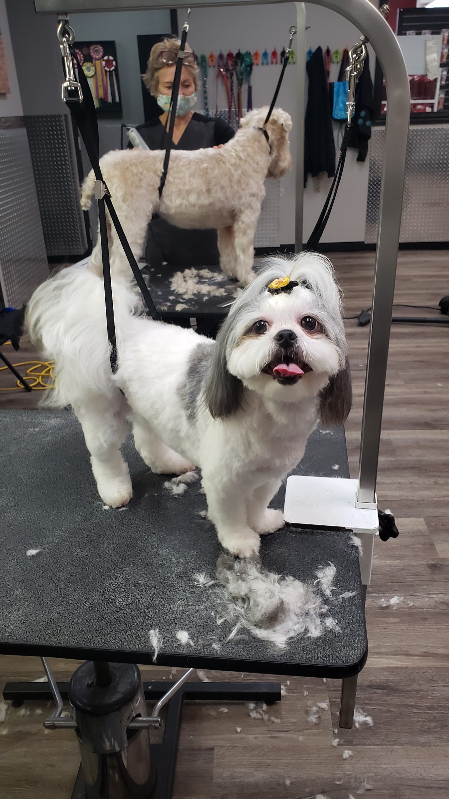 Shake a Paw Grooming & Spa | Side entrance, 437 Albert St, Waterloo, ON N2L 3V2, Canada | Phone: (416) 820-9515