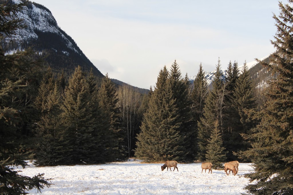 Elk Valley Estates | 555 Cougar St, Banff, AB T0L 0C0, Canada | Phone: (403) 762-7201