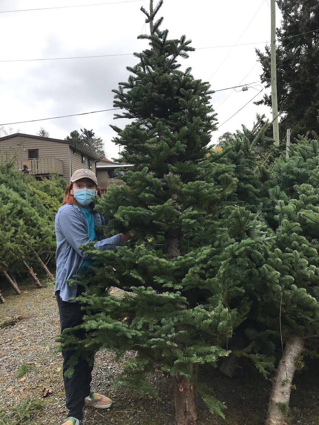 Gogos Christmas Tree Lot | 55 Pryde Ave, Nanaimo, BC V9S 4R5, Canada | Phone: (250) 816-8373