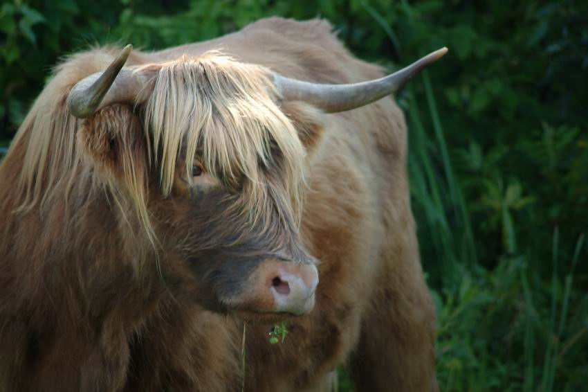 Ferme Highland Lotbinière | 4384 Rang Juliaville, Saint-Édouard-de-Lotbinière, QC G0S 1Y0, Canada | Phone: (418) 796-0046